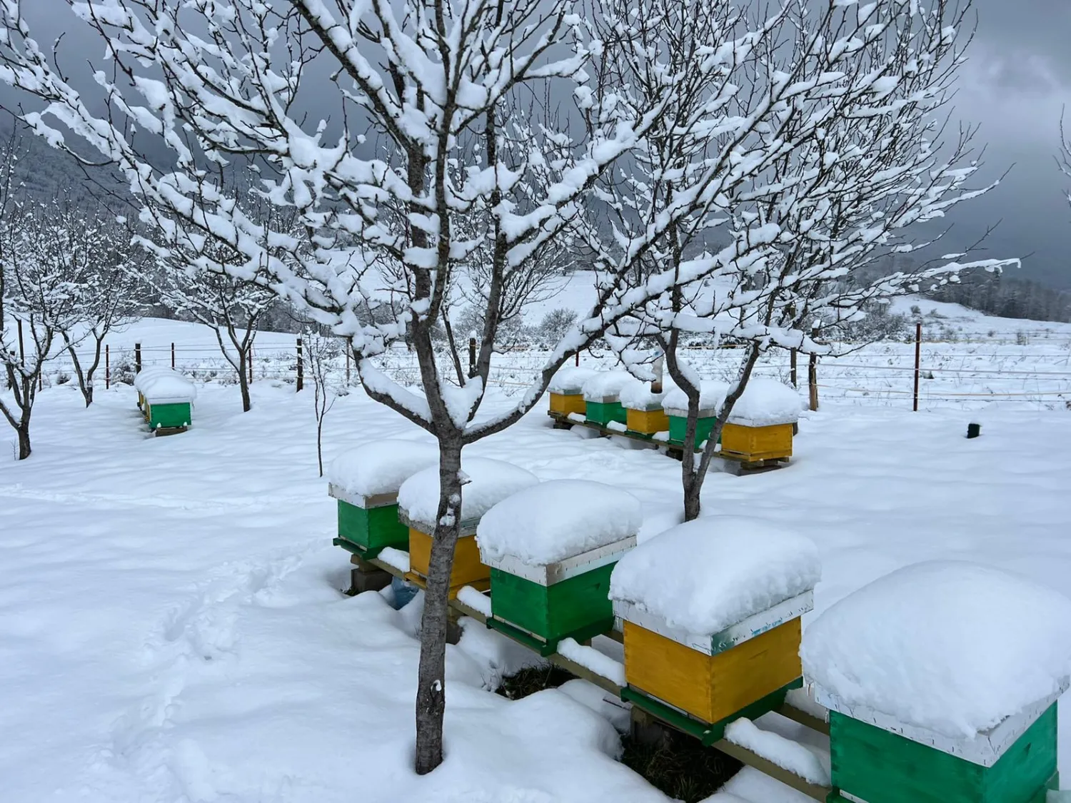 Baby bienen Im winter von HHK Hanseatic Honey Accounting GmbH