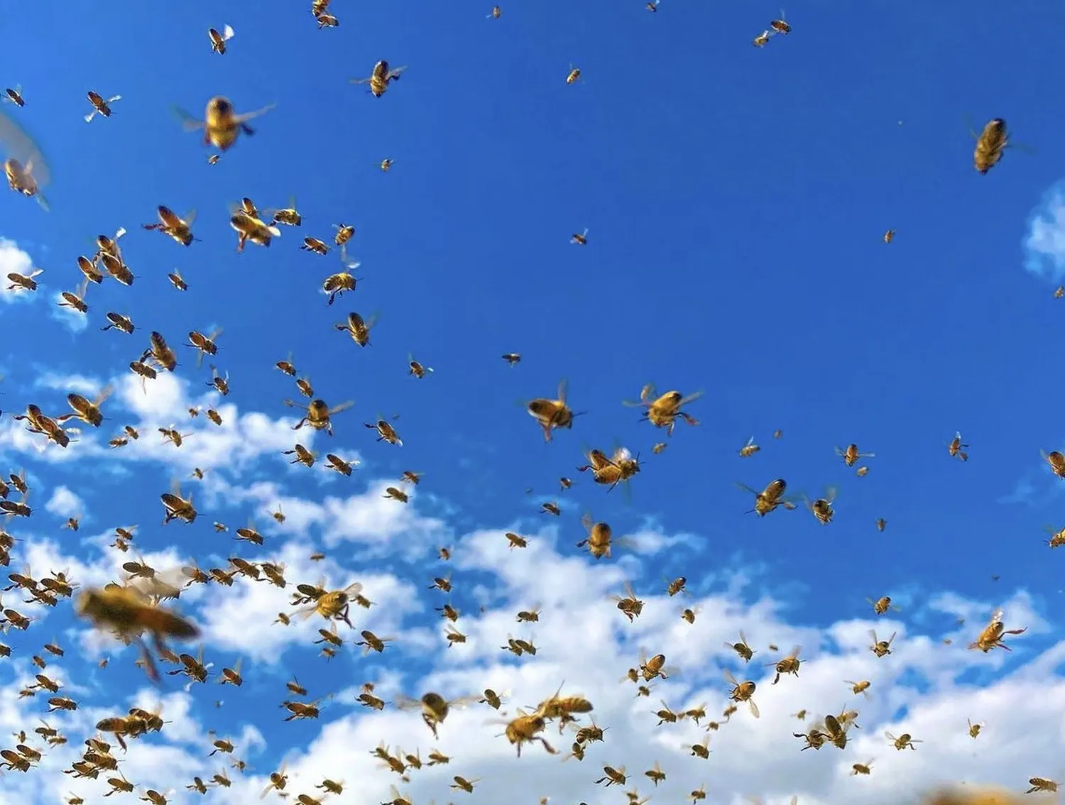 bienenflug von HHK Hanseatic Honey Accounting GmbH