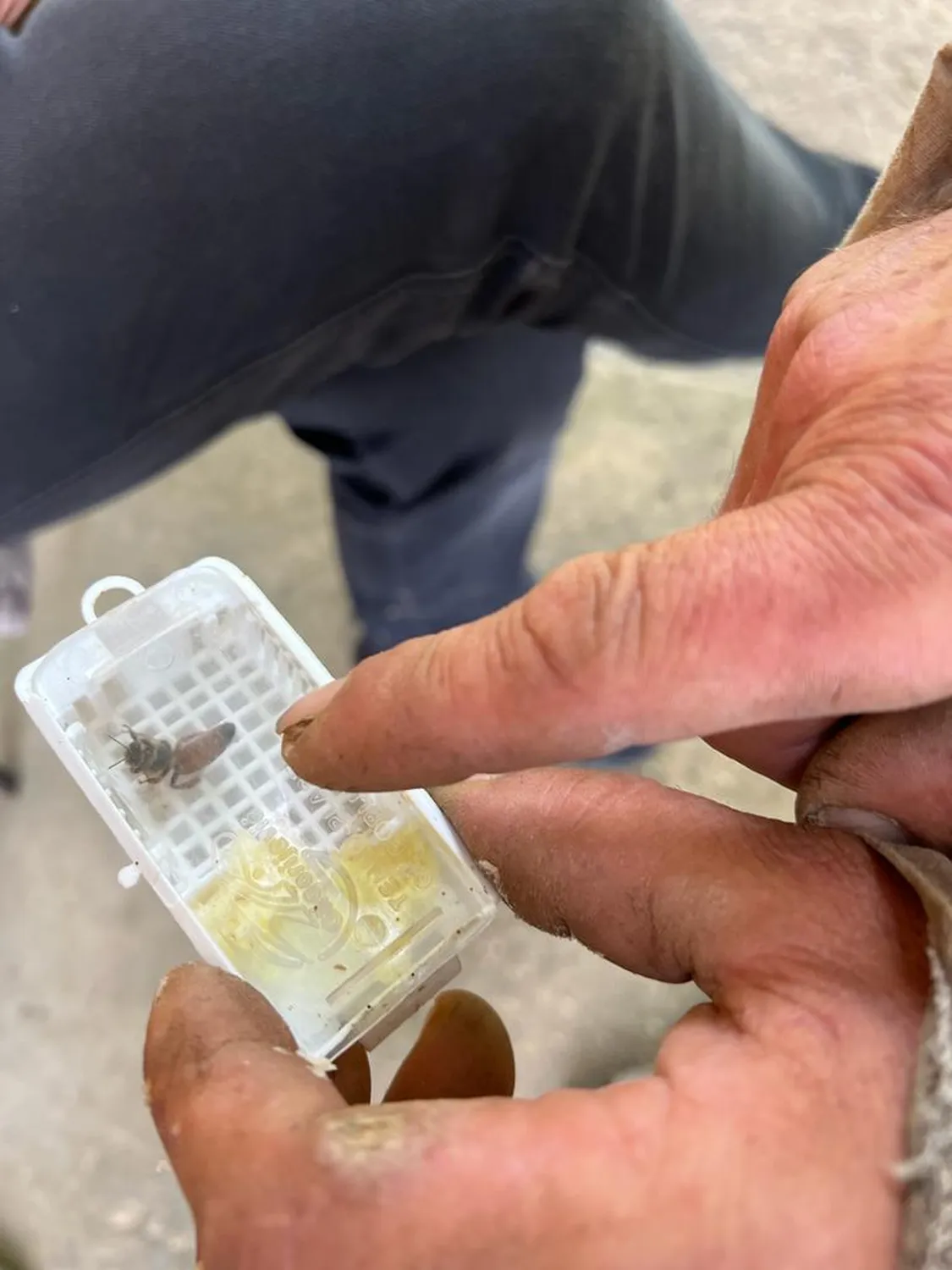 Bienen Koenigin von HHK Hanseatic Honey Accounting GmbH