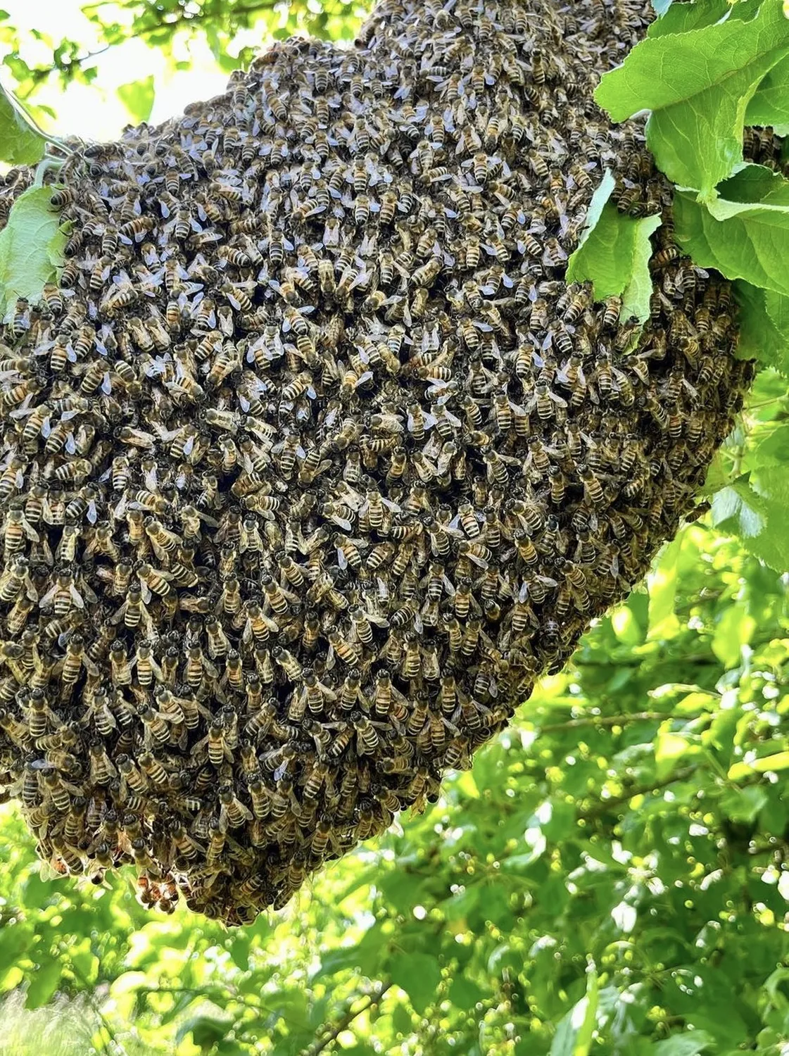 Bienenschwarm von HHK Hanseatic Honey Accounting GmbH