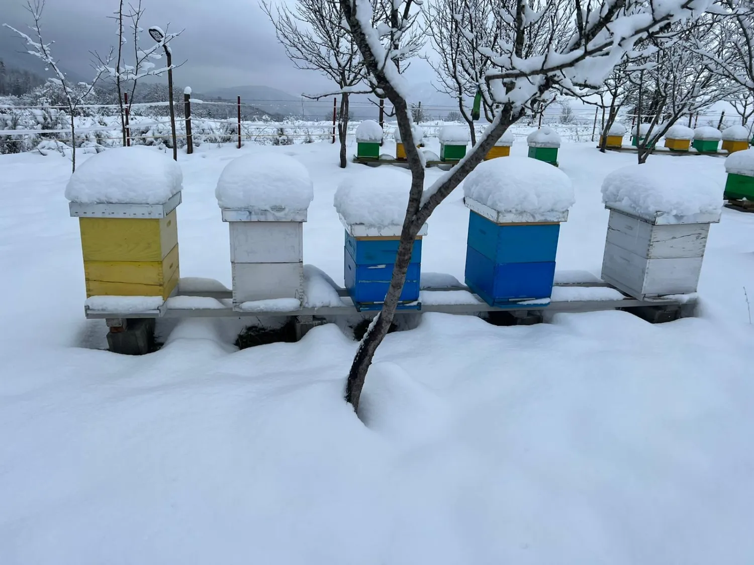 bienen Im winter von HHK Hanseatic Honey Accounting GmbH