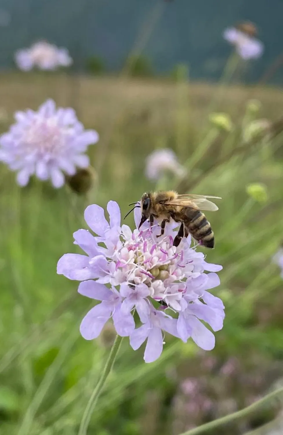 BineLila Blume von HHK Hanseatic Honey Accounting GmbH