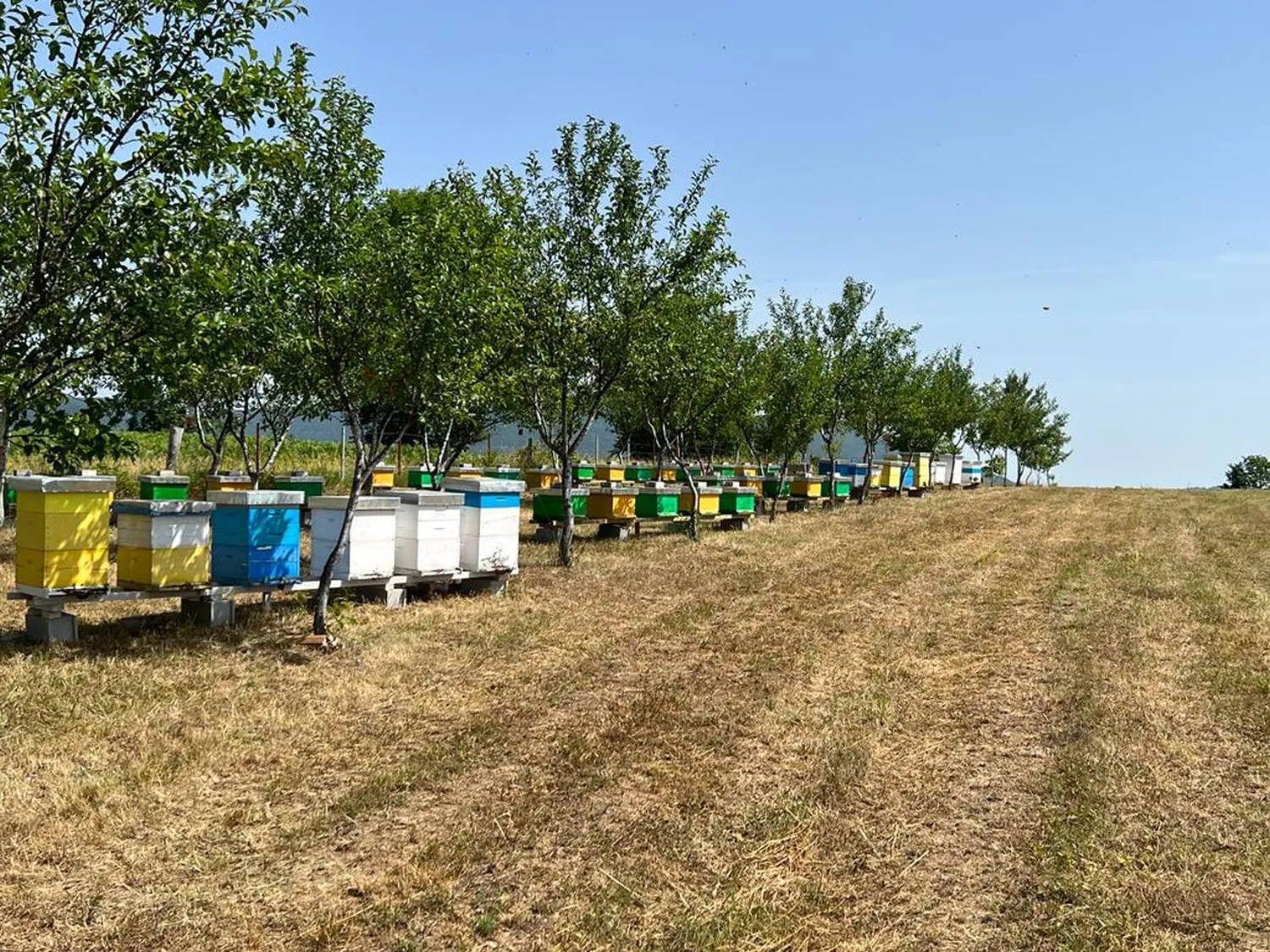Bienenvoelker von HHK Hanseatic Honey Accounting GmbH