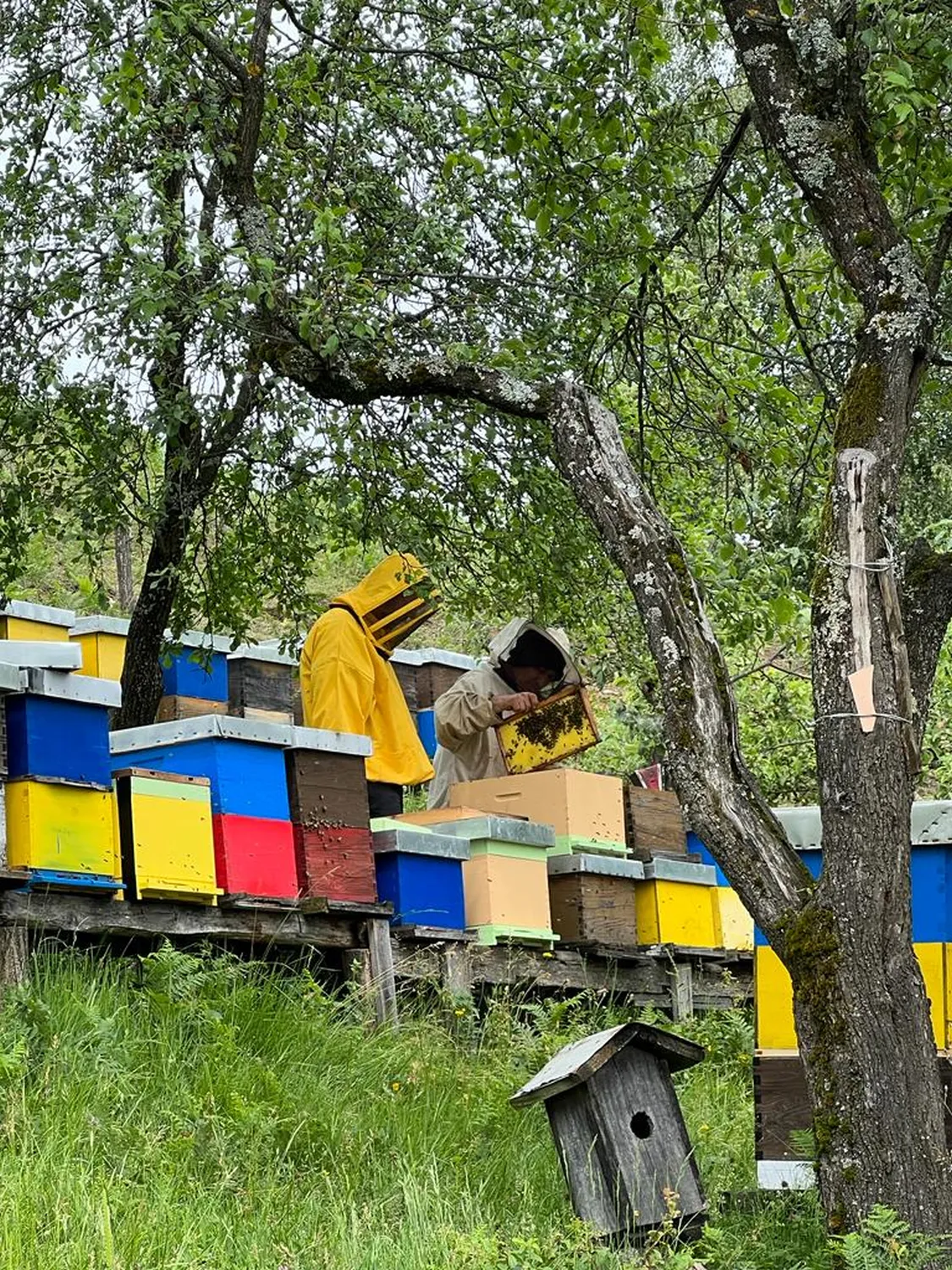 Imker Bienenvoelker von HHK Hanseatic Honey Accounting GmbH