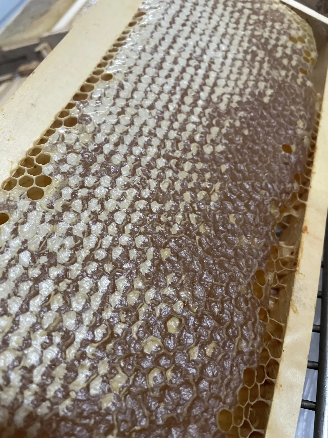 Honigwabbe von HHK Hanseatic Honey Accounting GmbH
