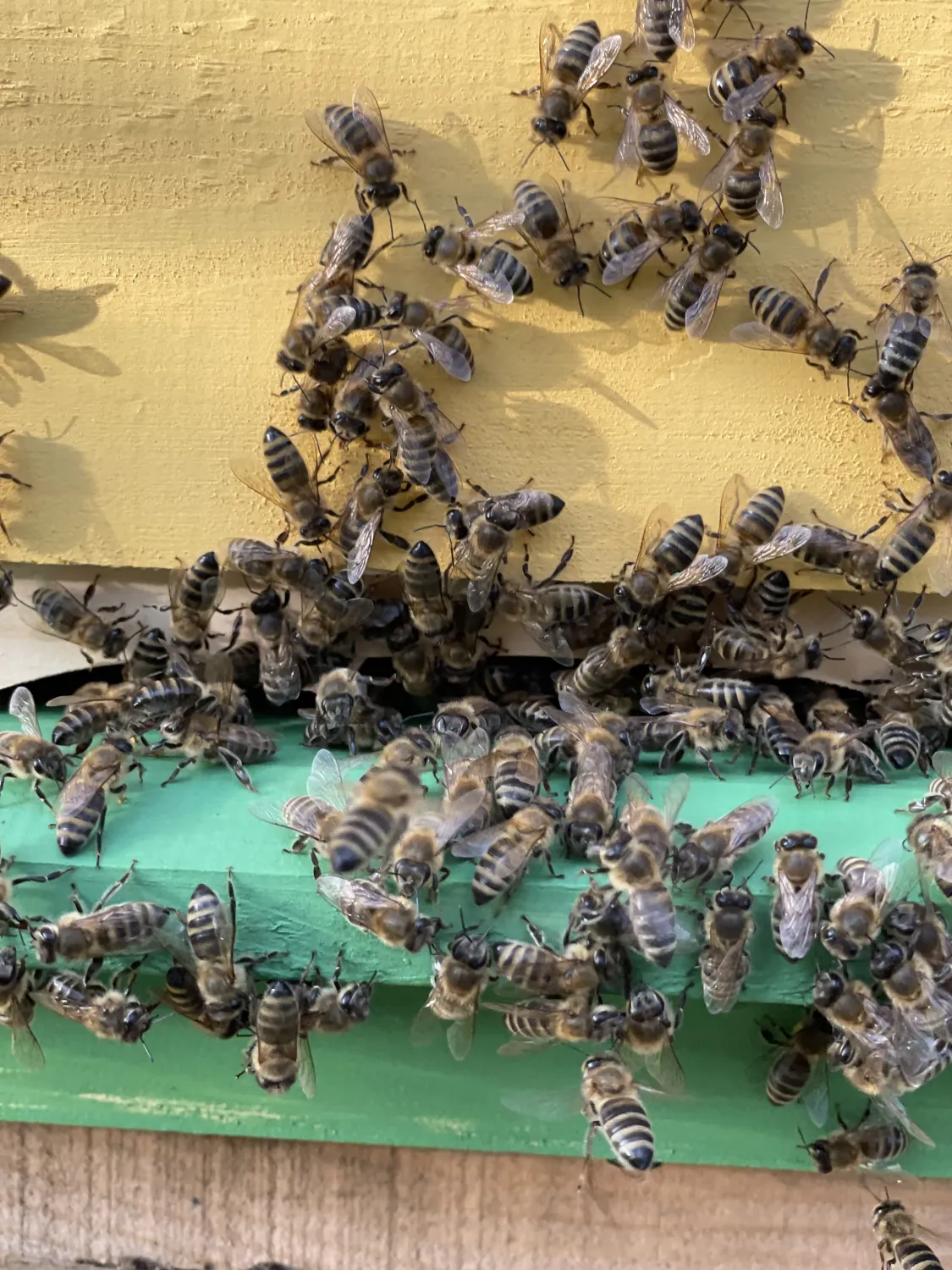 Kommunikation Bienen von HHK Hanseatic Honey Accounting GmbH