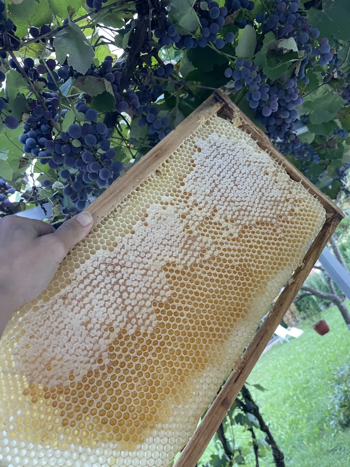 HonigwabeRose von HHK Hanseatic Honey Accounting GmbH