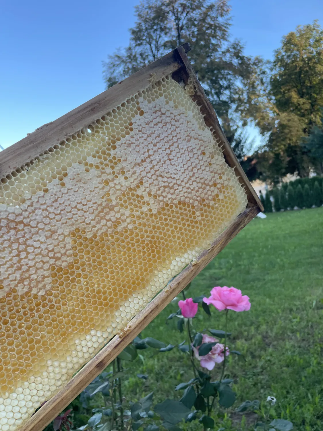 HonigwabeRose von HHK Hanseatic Honey Accounting GmbH