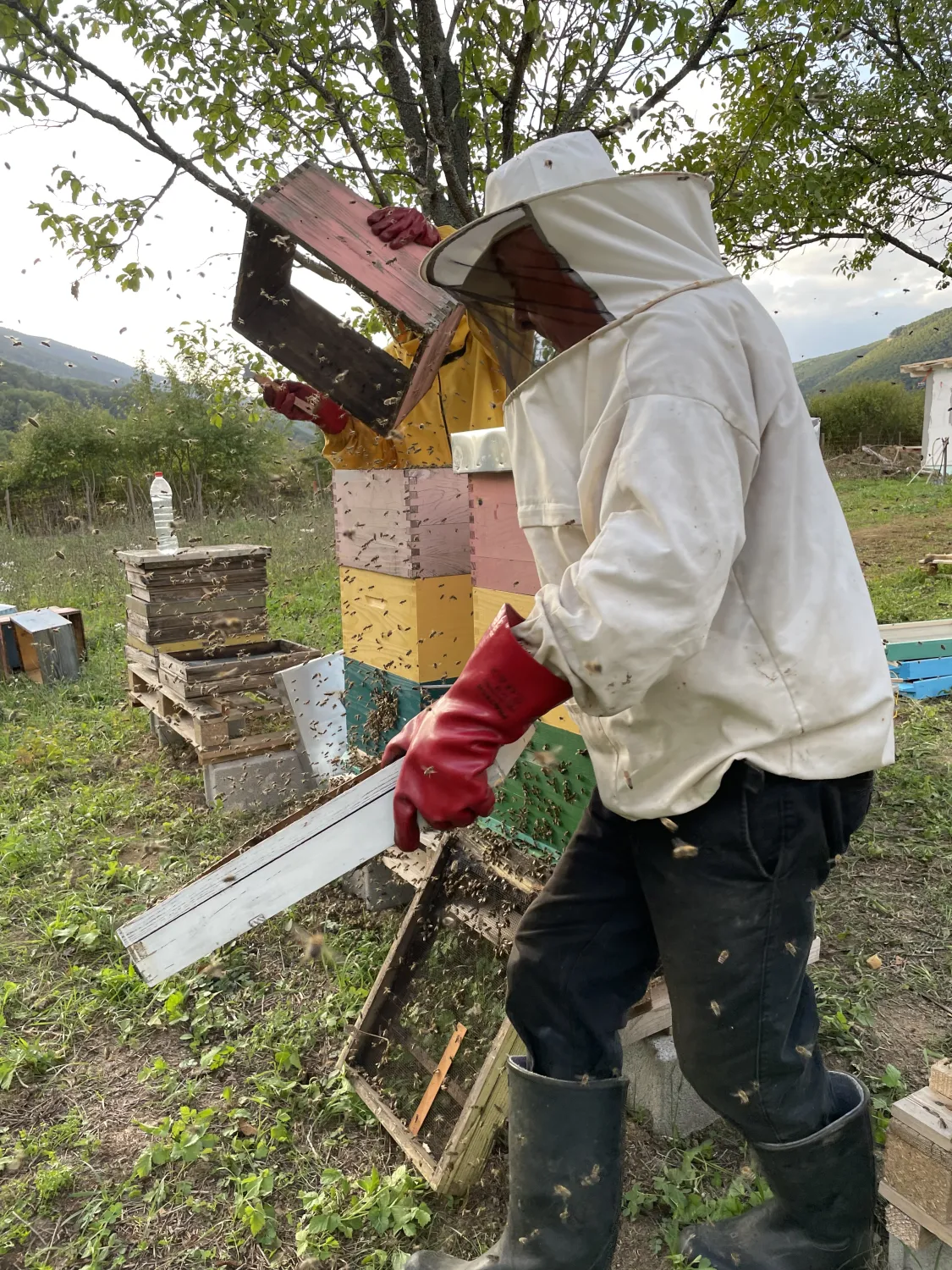 Imkerbeider Arbeit von HHK Hanseatic Honey Accounting GmbH