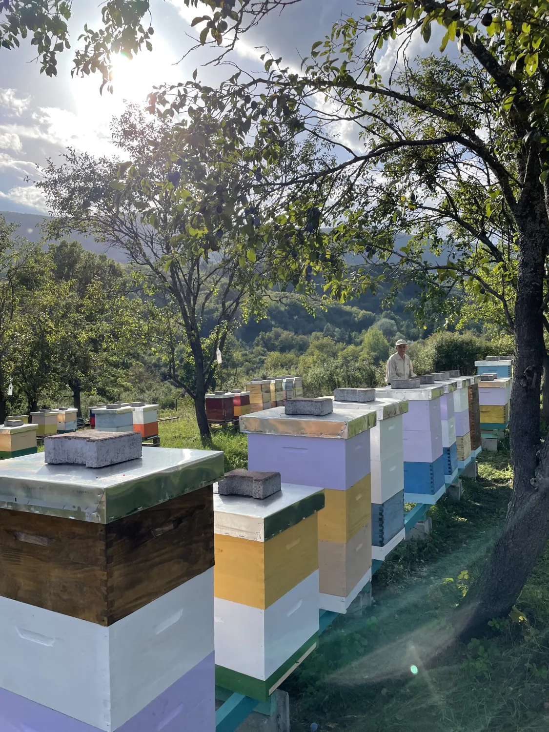 ImkerundBienen von HHK Hanseatic Honey Accounting GmbH