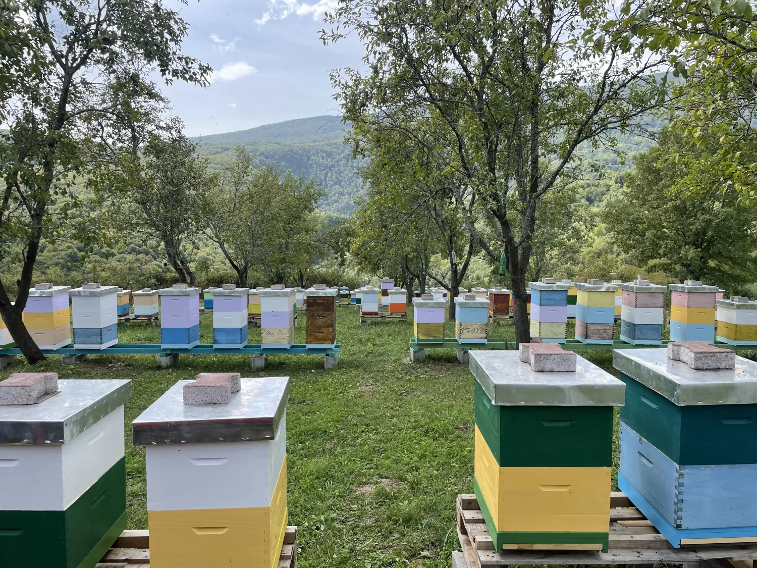Binenvoelker von HHK Hanseatic Honey Accounting GmbH