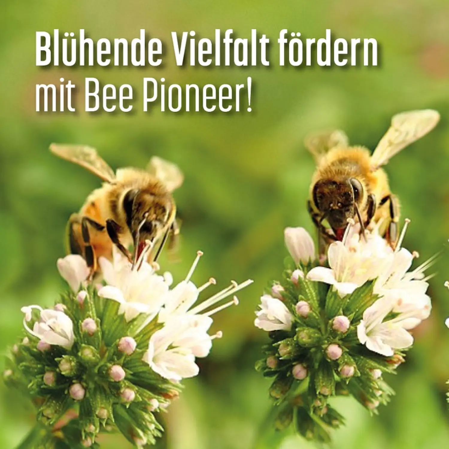 Projekte Portugal von HHK Hanseatic Honey Accounting GmbH