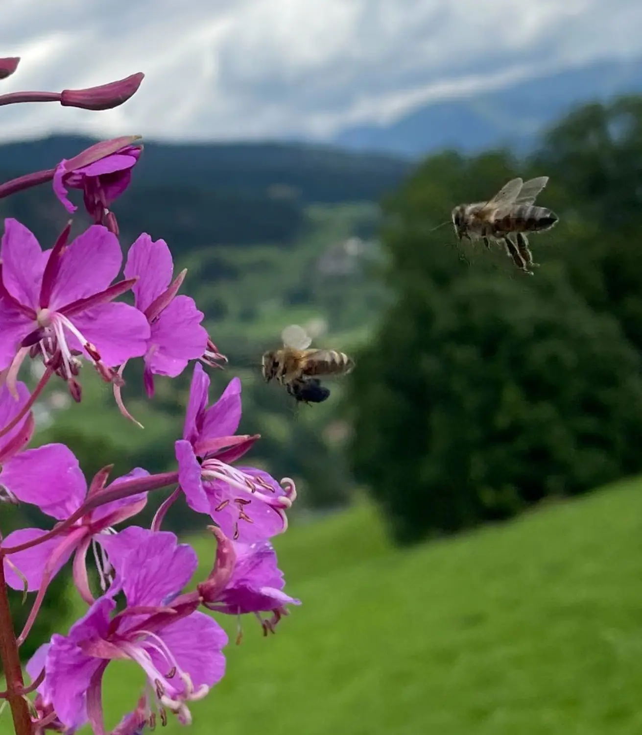 Honigbiene von HHK Hanseatic Honey Accounting GmbH