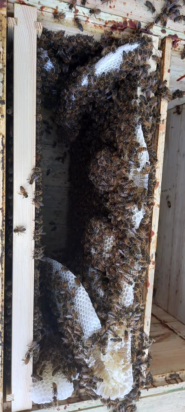 Bienenumzug Eva Naboschni  von HHK Hanseatic Honey Accounting GmbH