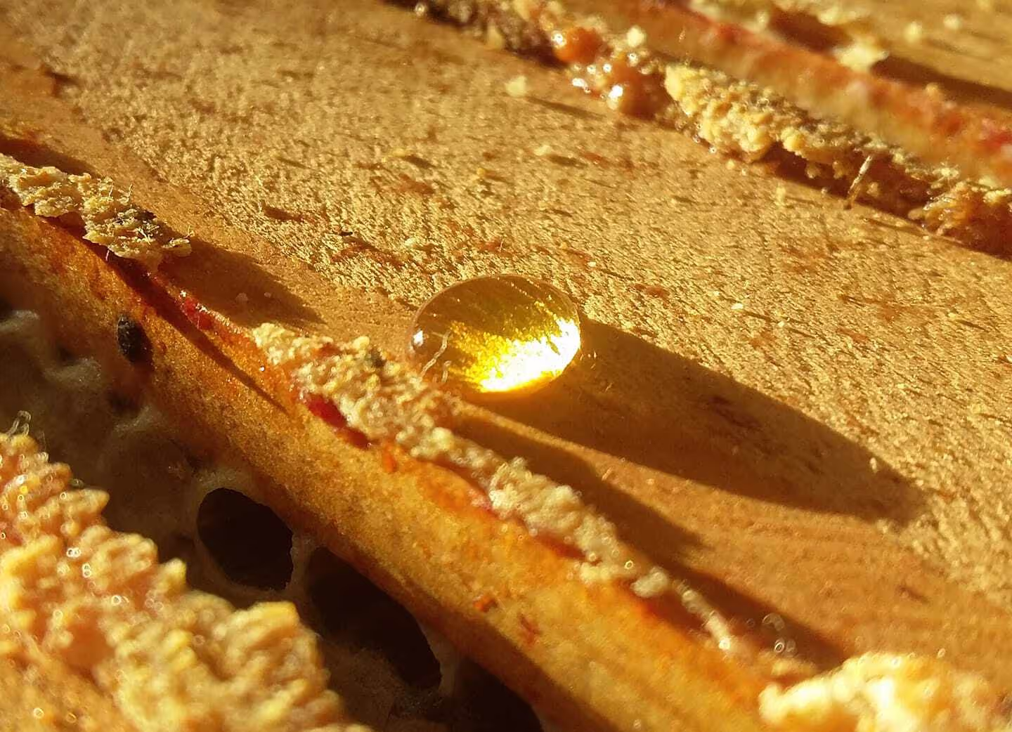 Honigtropfen Eva Naboschni  von HHK Hanseatic Honey Accounting GmbH