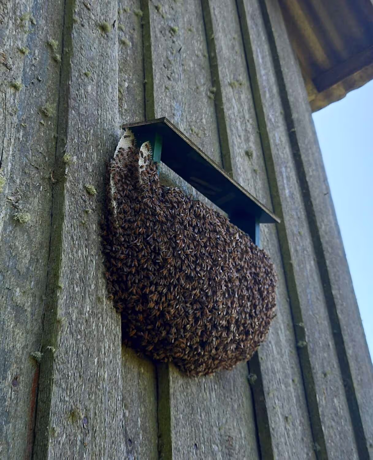 Bienenschwarm Eva Naboschni  von HHK Hanseatic Honey Accounting GmbH
