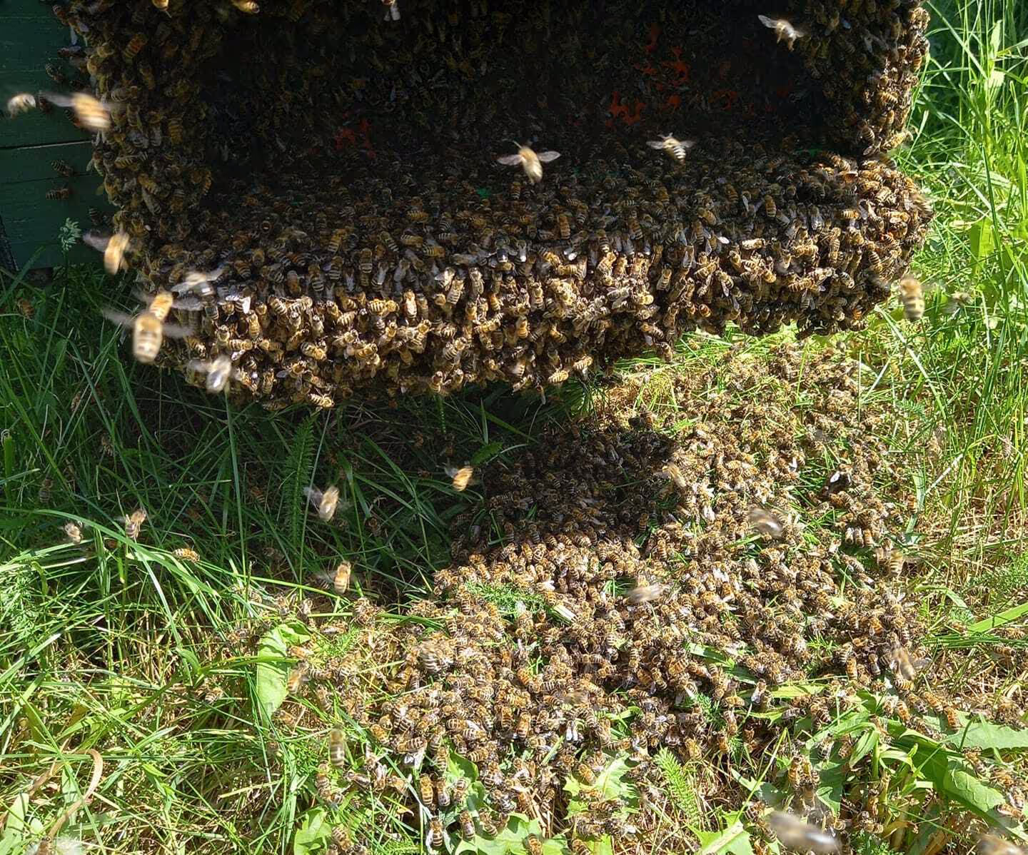 Bienenumzug Eva Naboschni  von HHK Hanseatic Honey Accounting GmbH