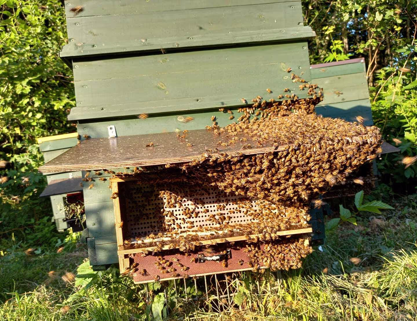 Bienenumzug Eva Naboschni  von HHK Hanseatic Honey Accounting GmbH
