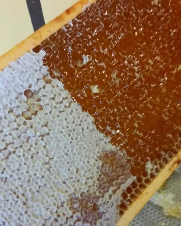 Bienenumzug Eva Naboschni  von HHK Hanseatic Honey Accounting GmbH