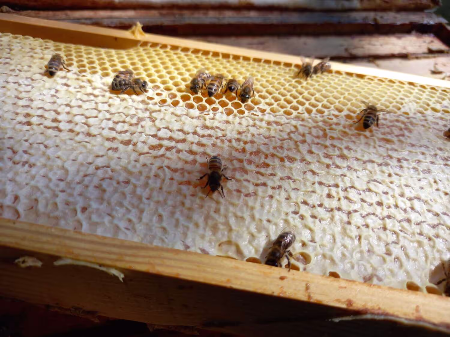 Bienewaben HHK Hanseatic Honey Accounting GmbH