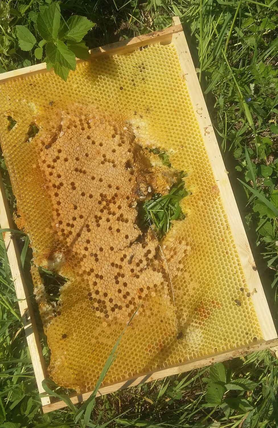 Bienenumzug Eva Naboschni  von HHK Hanseatic Honey Accounting GmbH