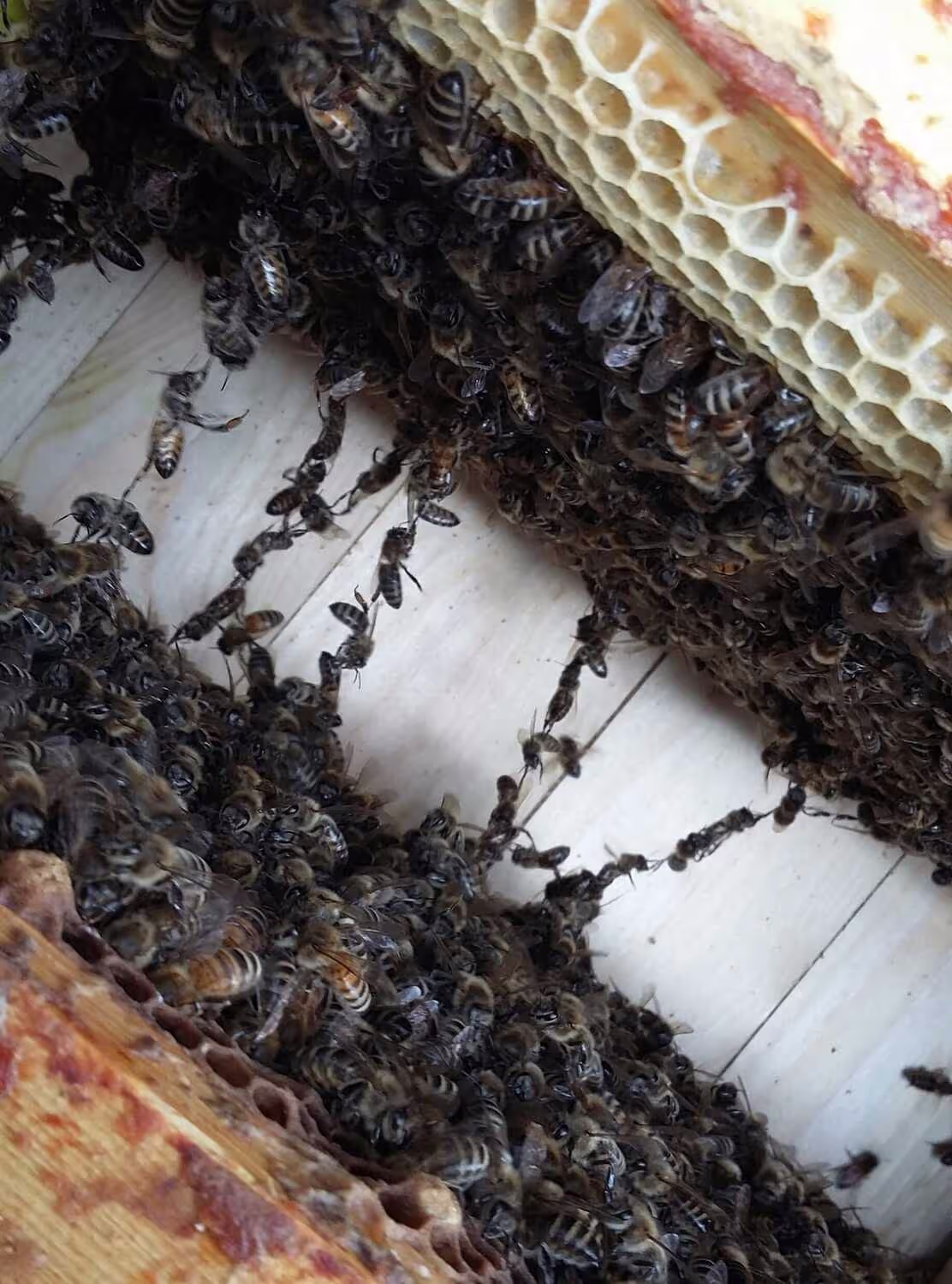 Bienenumzug Eva Naboschni  von HHK Hanseatic Honey Accounting GmbH