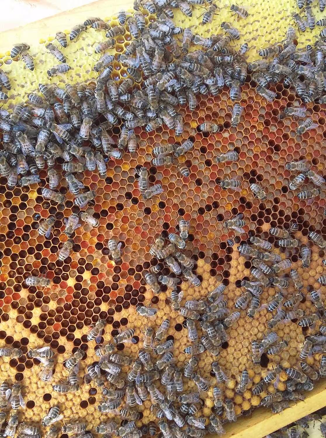 Bienen Lettland Eva Naboschni  von HHK Hanseatic Honey Accounting GmbH