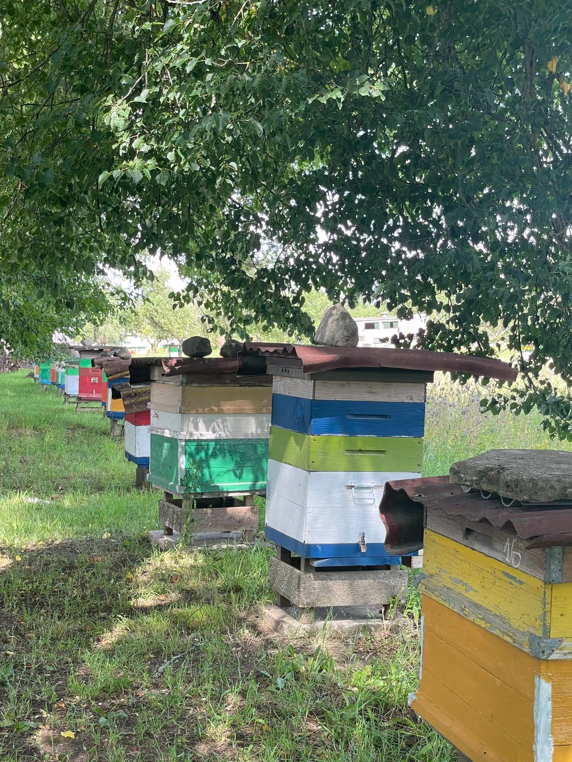 Bienen Lettland Eva Naboschni  von HHK Hanseatic Honey Accounting GmbH