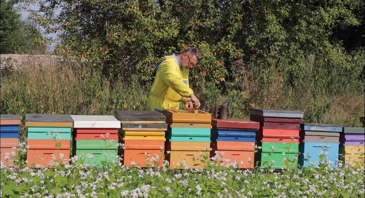 Bienenumzug Eva Naboschni  von HHK Hanseatic Honey Accounting GmbH