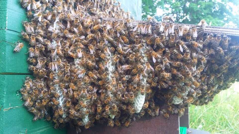 Bienen Lettland Eva Naboschni  von HHK Hanseatic Honey Accounting GmbH