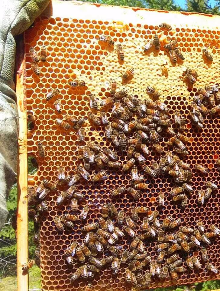 Bienenumzug Eva Naboschni  von HHK Hanseatic Honey Accounting GmbH