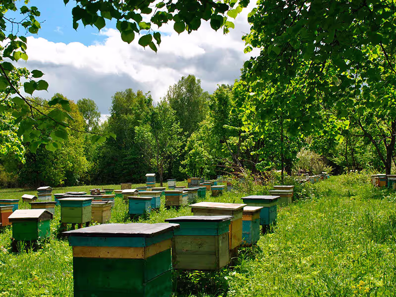 Bienenumzug Eva Naboschni  von HHK Hanseatic Honey Accounting GmbH