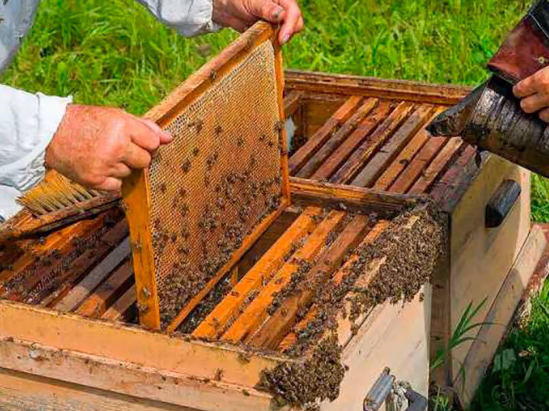 Bienenumzug Eva Naboschni  von HHK Hanseatic Honey Accounting GmbH
