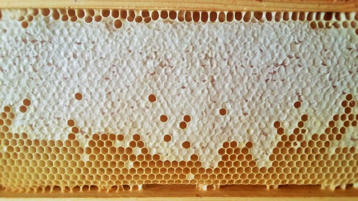 Bienenumzug Eva Naboschni  von HHK Hanseatic Honey Accounting GmbH