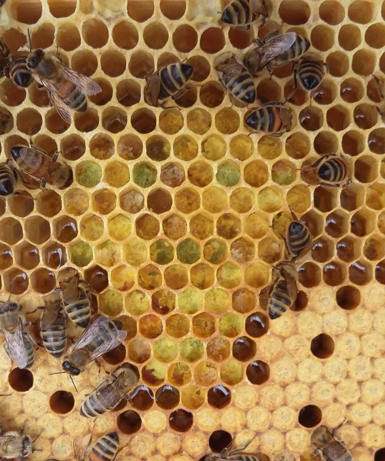 Bienenumzug Eva Naboschni  von HHK Hanseatic Honey Accounting GmbH