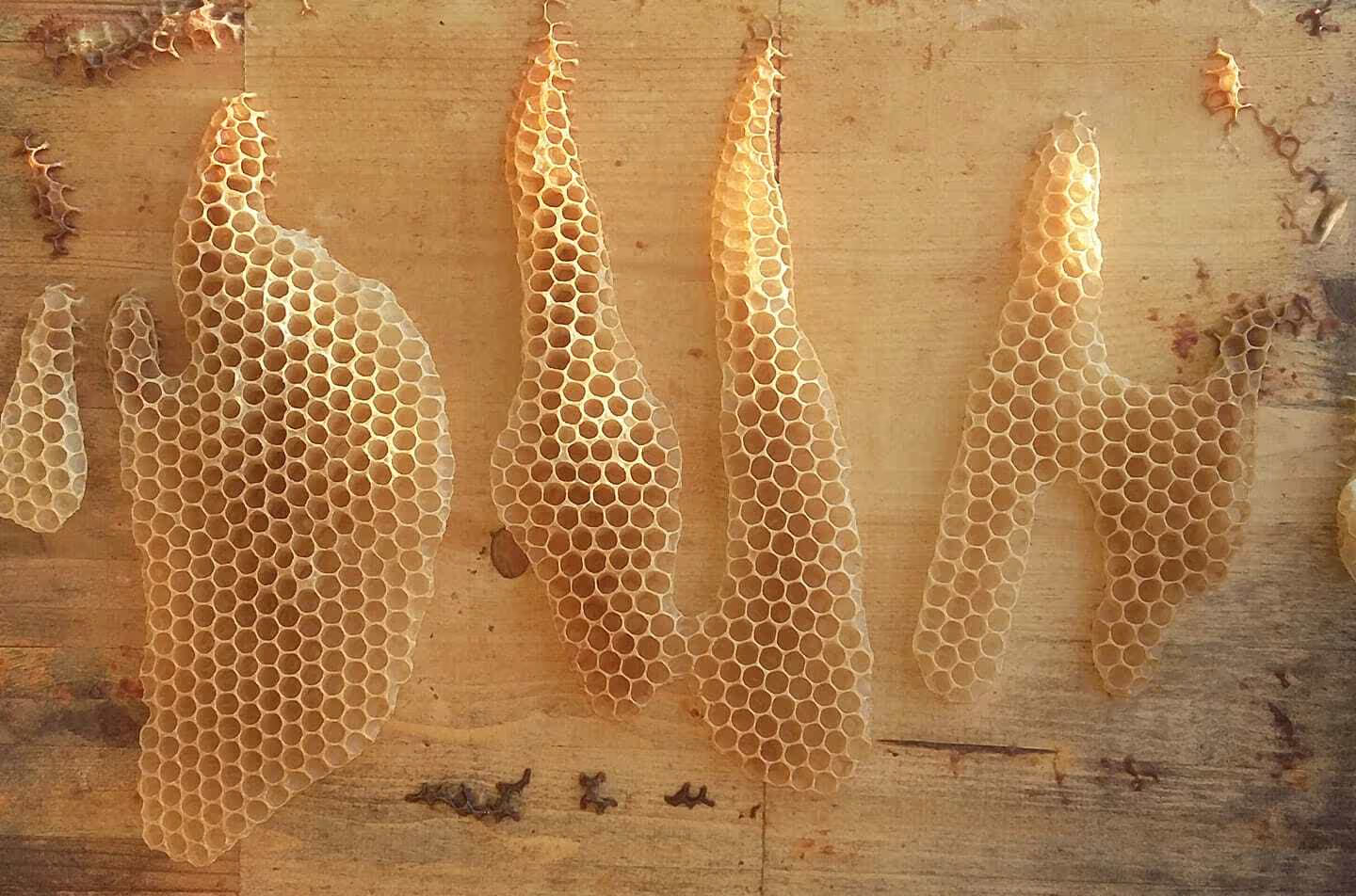 Bienenumzug Eva Naboschni  von HHK Hanseatic Honey Accounting GmbH
