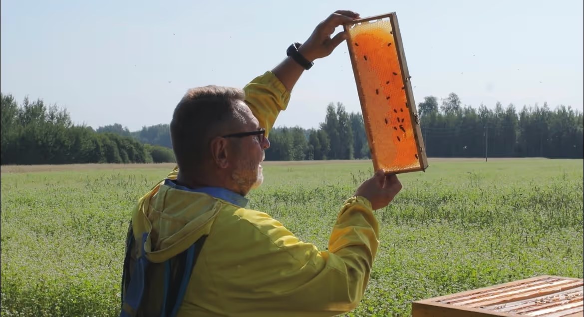 Bienenumzug Eva Naboschni  von HHK Hanseatic Honey Accounting GmbH