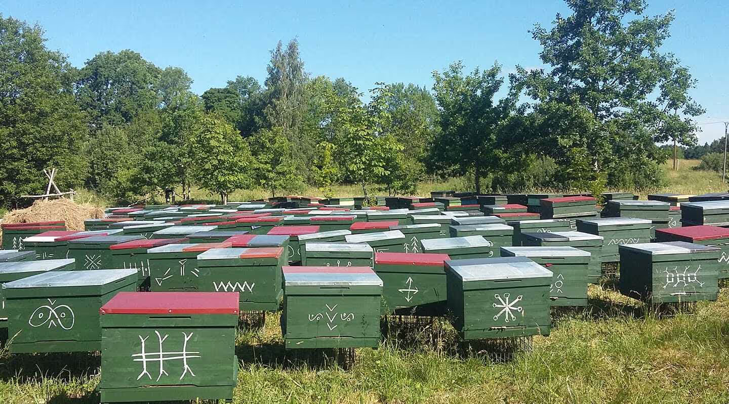 Bienenumzug Eva Naboschni  von HHK Hanseatic Honey Accounting GmbH
