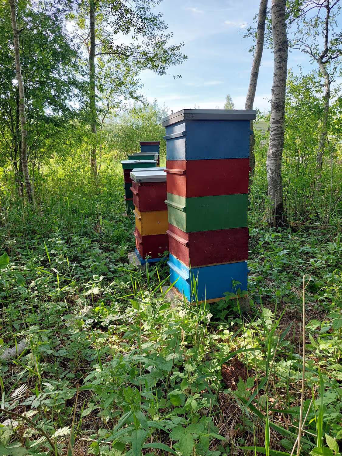 Projekt Estland HHK Hanseatic Honey Accounting GmbH