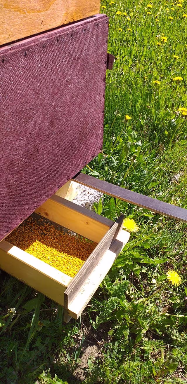 Projekt Estland HHK Hanseatic Honey Accounting GmbH