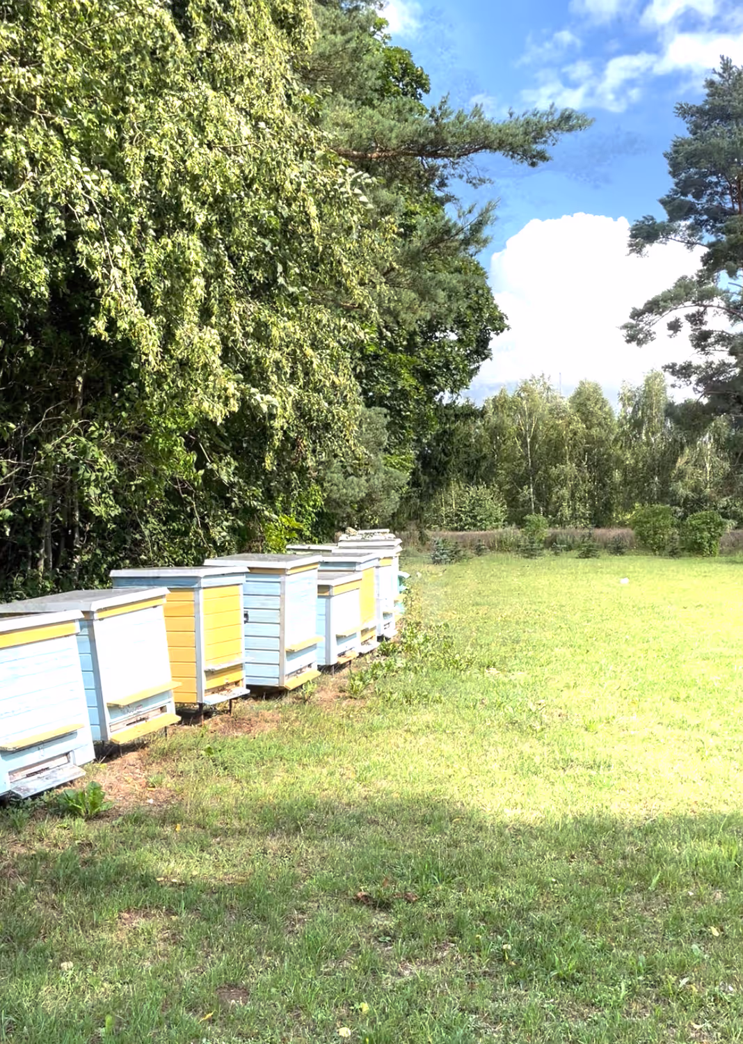 Projekt Litauen HHK Hanseatic Honey Accounting GmbH