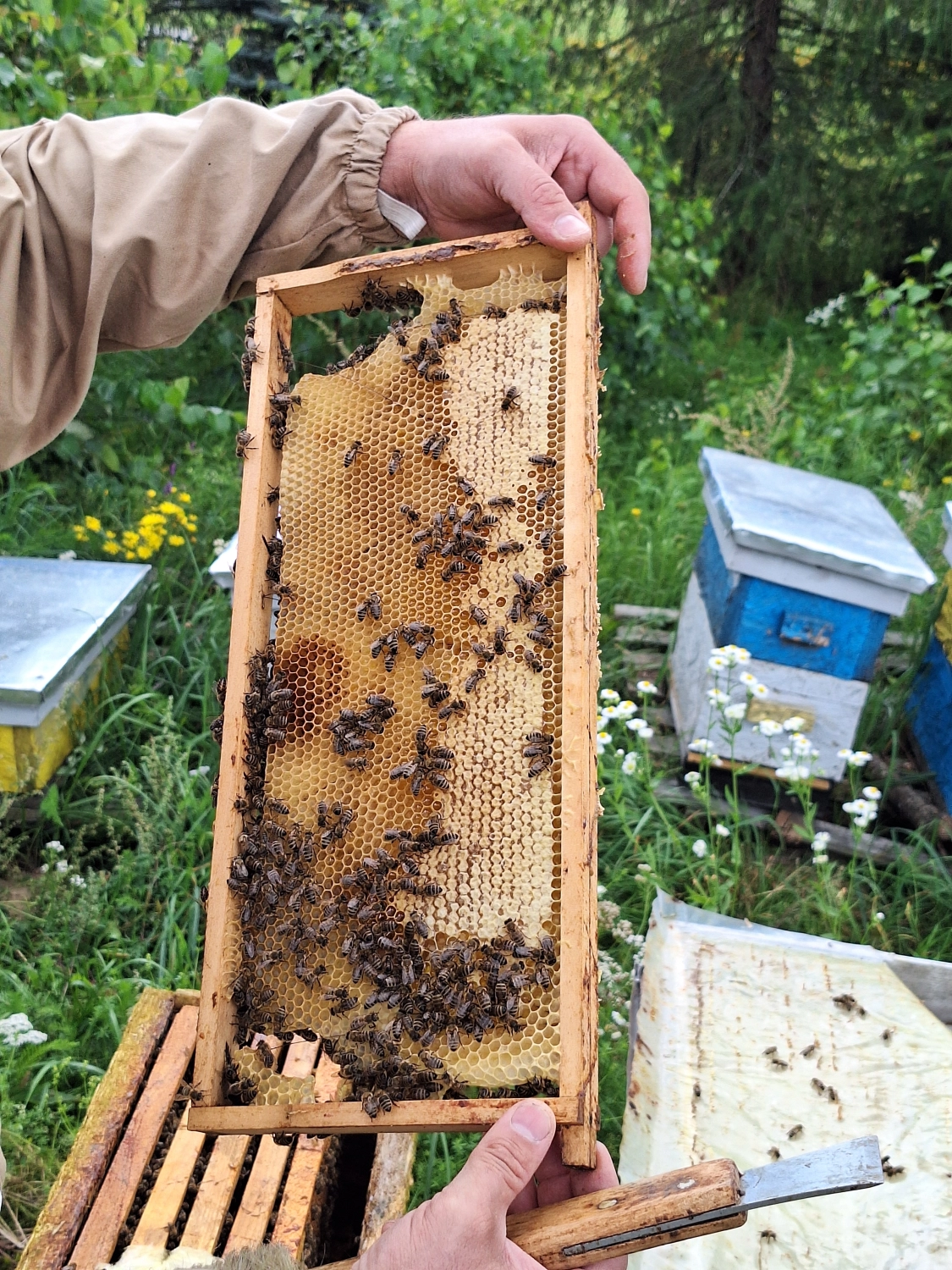 Projekt Litauen HHK Hanseatic Honey Accounting GmbH