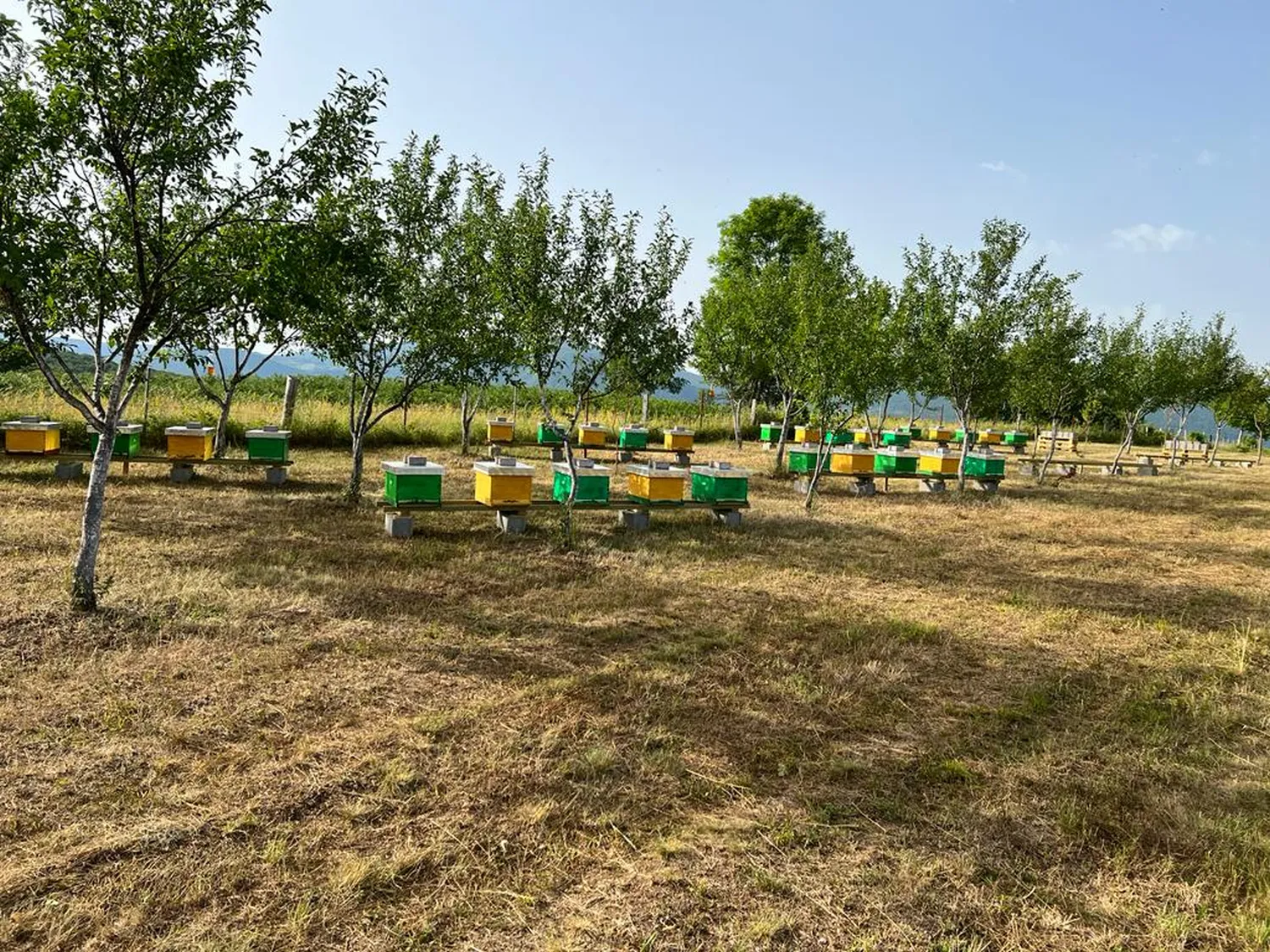Baby bienen von HHK Hanseatic Honey Accounting GmbH
