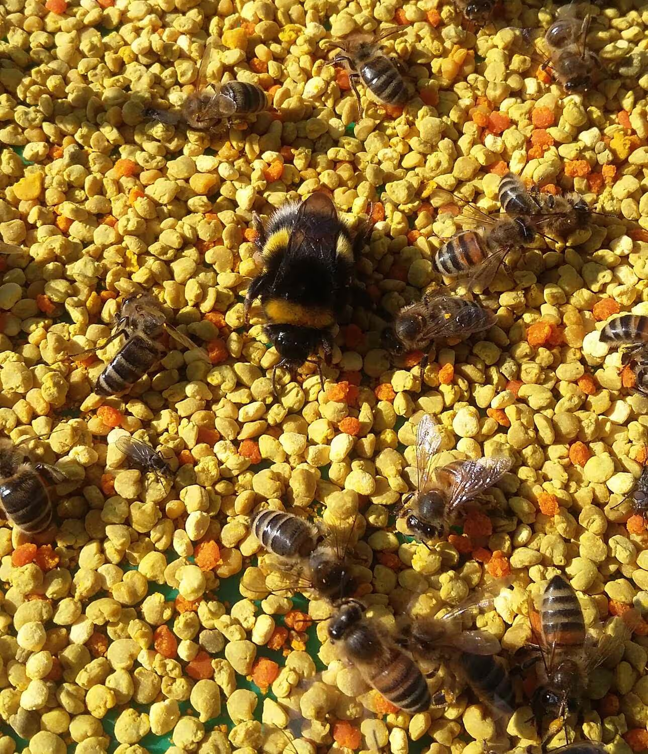 Bienenumzug Eva Naboschni  von HHK Hanseatic Honey Accounting GmbH