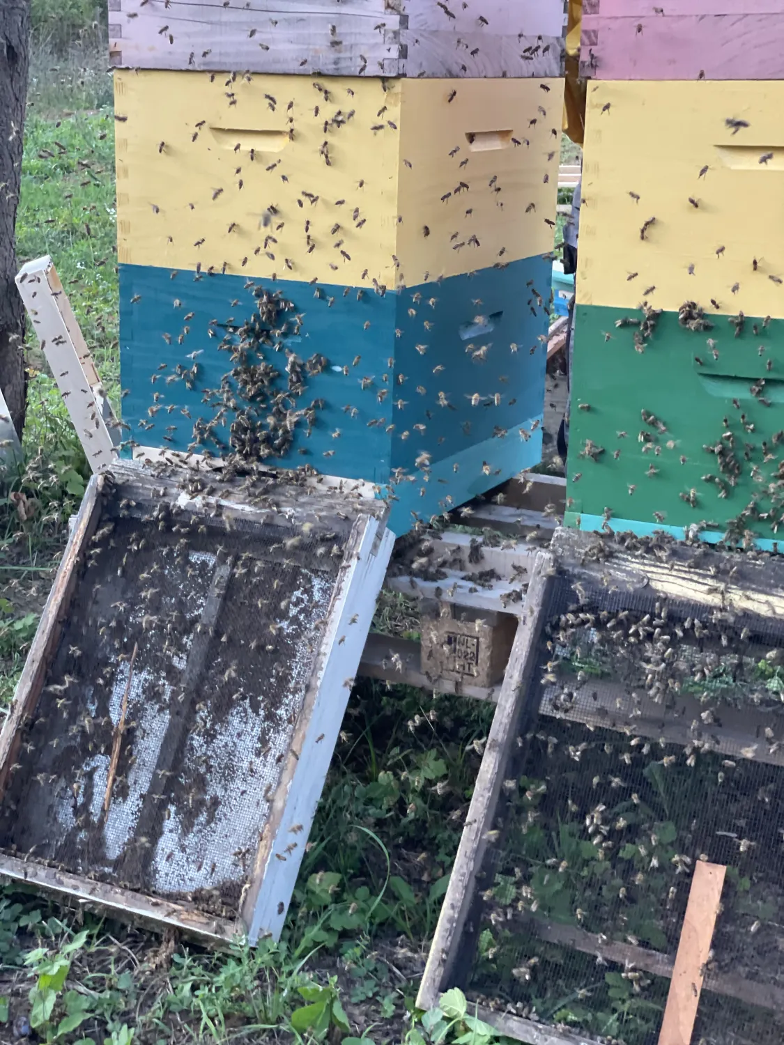 BienenBienenvolk von HHK Hanseatic Honey Accounting GmbH