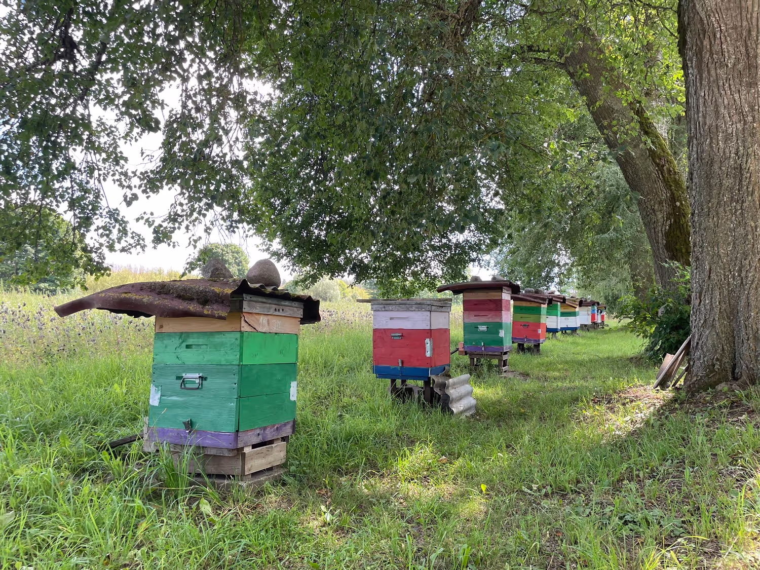 Bienen Lettland Eva Naboschni  von HHK Hanseatic Honey Accounting GmbH