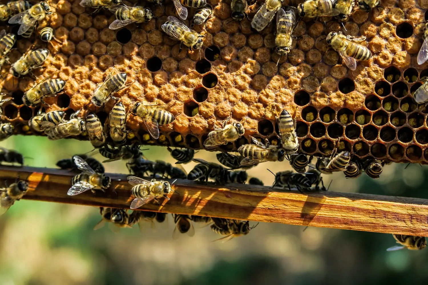 Honigbiene von HHK Hanseatic Honey Accounting GmbH
