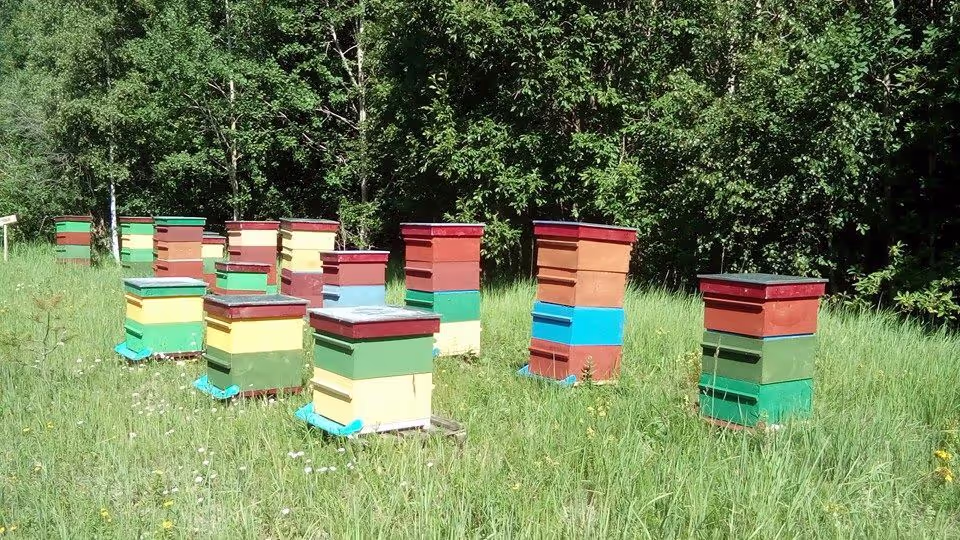 Projekt Estland HHK Hanseatic Honey Accounting GmbH