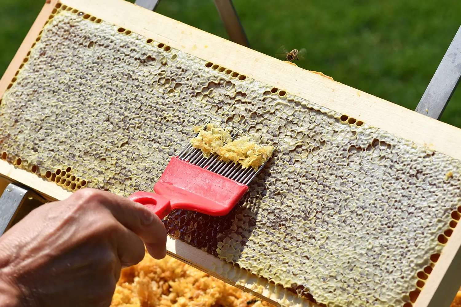 Honigvon HHK Hanseatic Honey Accounting GmbH