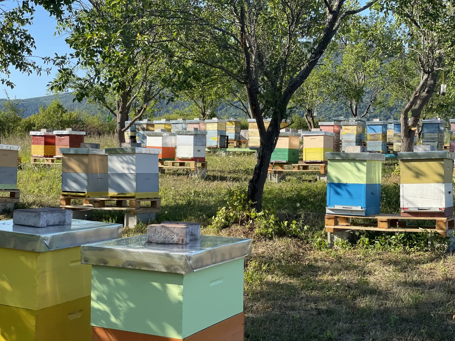 Binenvoelker von HHK Hanseatic Honey Accounting GmbH